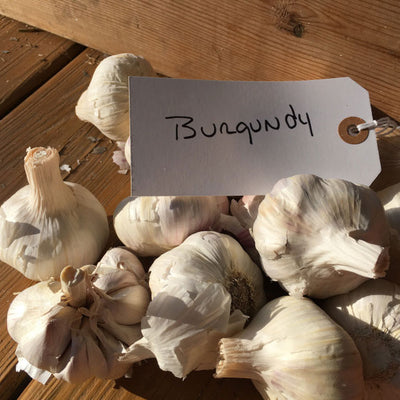 Burgundy Garlic