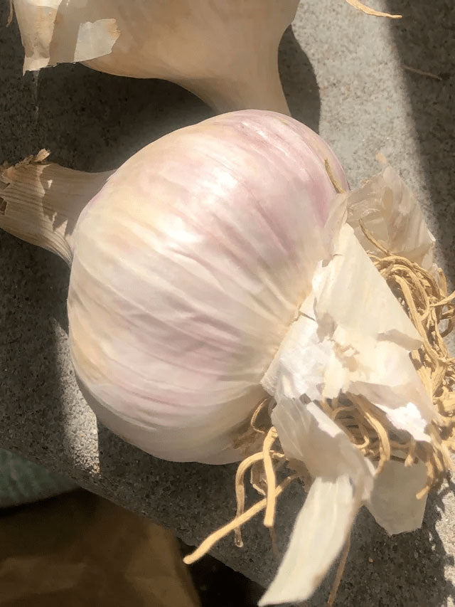 Persian Star Garlic