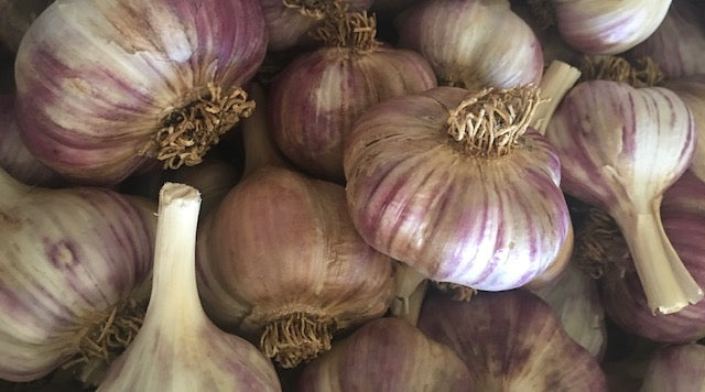 Lithuanian Purple Garlic