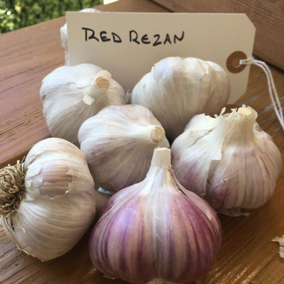 Red Rezan Garlic