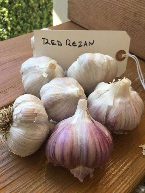 Red Rezan Garlic