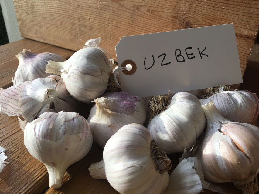 Uzbek Garlic