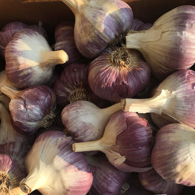 Russian Red Garlic