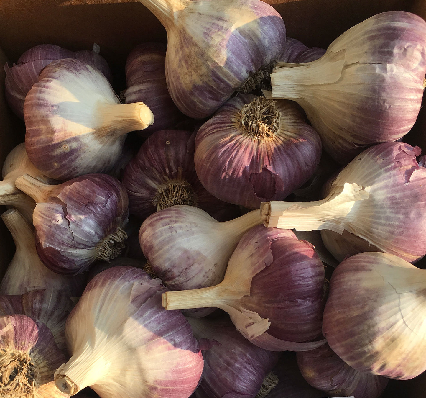 Russian Red Garlic