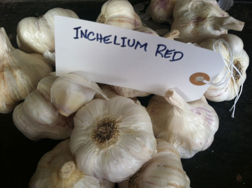 Inchelium Red Garlic