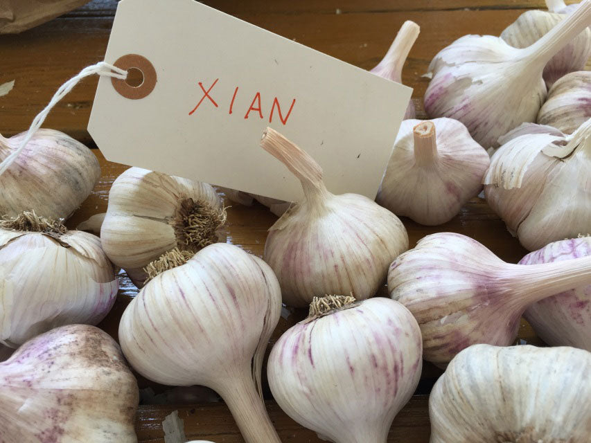 Xian Garlic