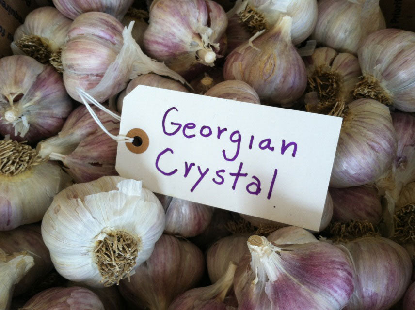 Georgian Crystal Garlic