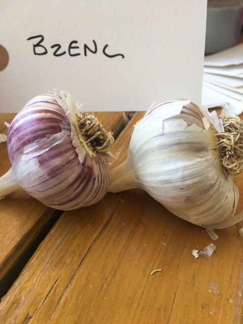 Bzenc Garlic