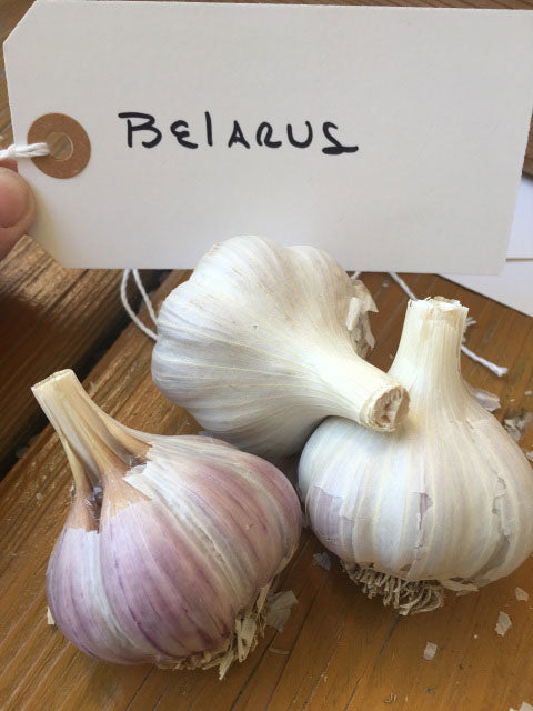 Belarus Garlic