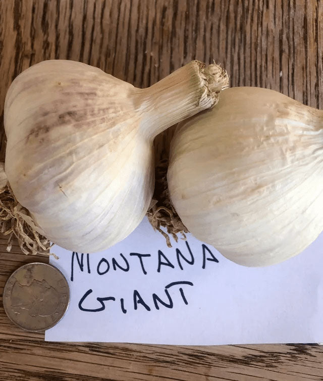 Montana Giant Garlic