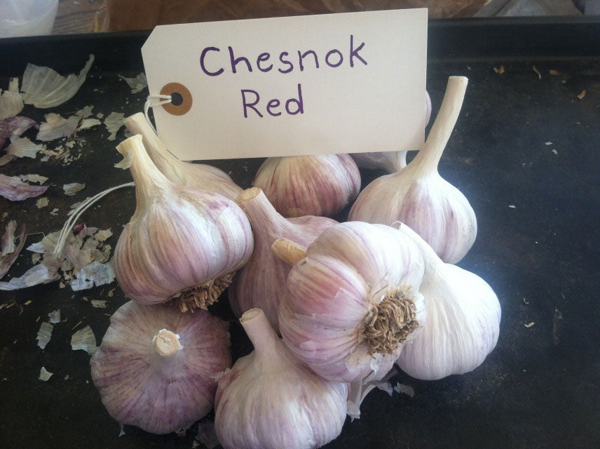 Chesnok Red Garlic