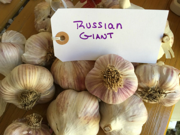 Russian Giant Garlic
