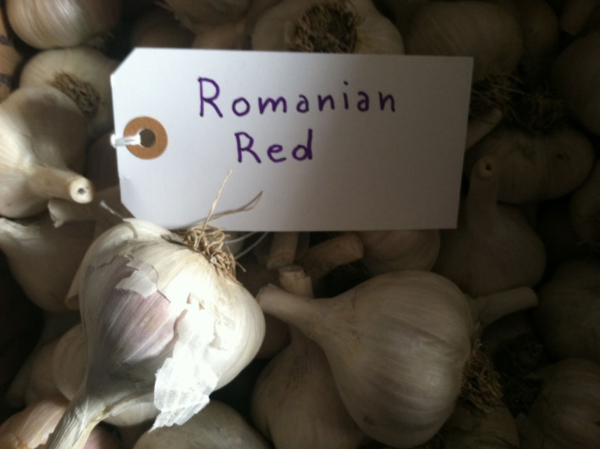 Romanian Red Garlic
