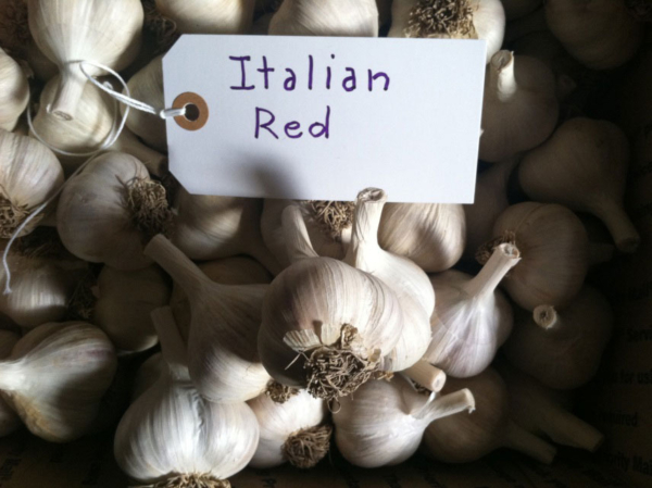 Italian Red Garlic