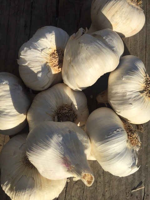 Asian Tempest Organic Garlic