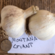 Montana Giant Garlic