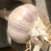 Persian Star Garlic
