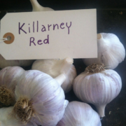 Killarney Red Garlic