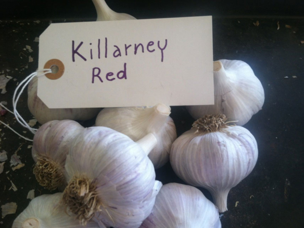 Killarney Red Garlic