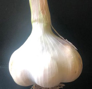california early artichoke garlic