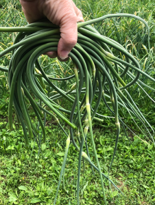 Types of Garlic that Produces Scapes